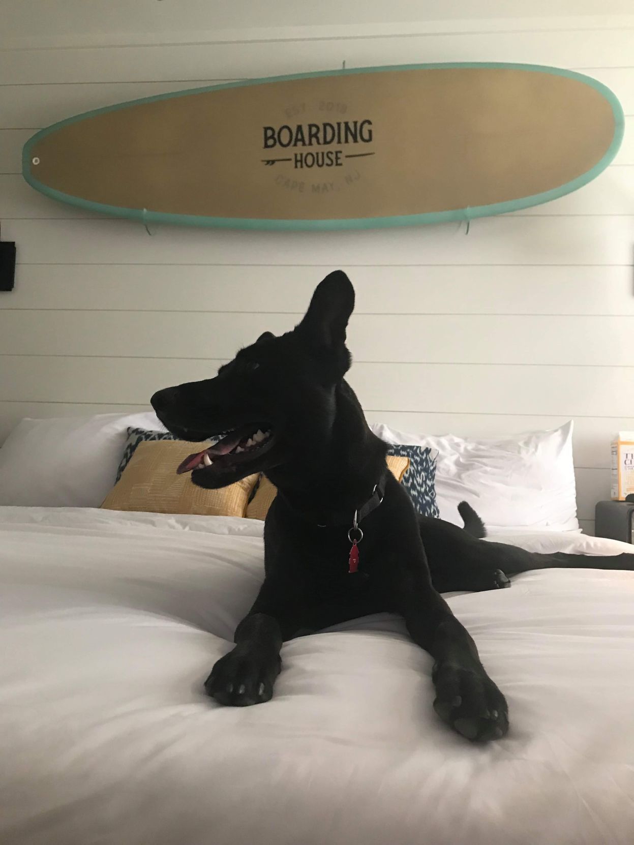 Boarding House Cape May Dog Friendly